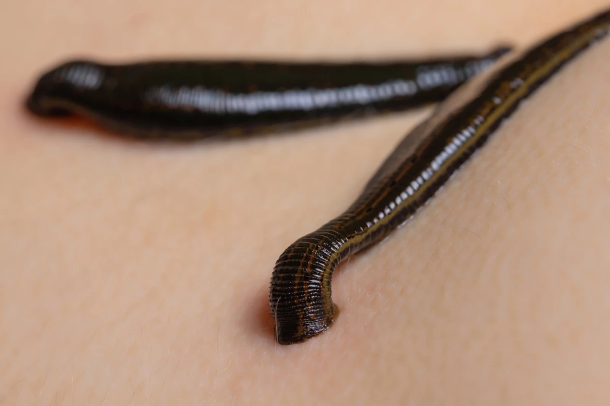 The bio-inspired device replicates the manner in which leeches (pictured) draw blood through the skin