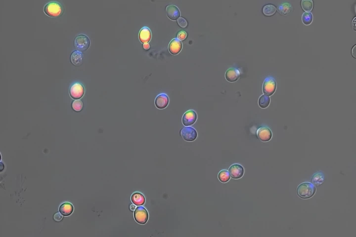 A microscope image of "osteoyeast" cells in which accumulated calcium appears green, accumulated phosphate appears blue, and the vacuole is red