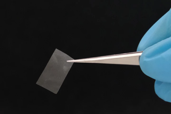 This thin mycelial film is almost transparent, has good tensile strength, and could be used as a living bioplastic