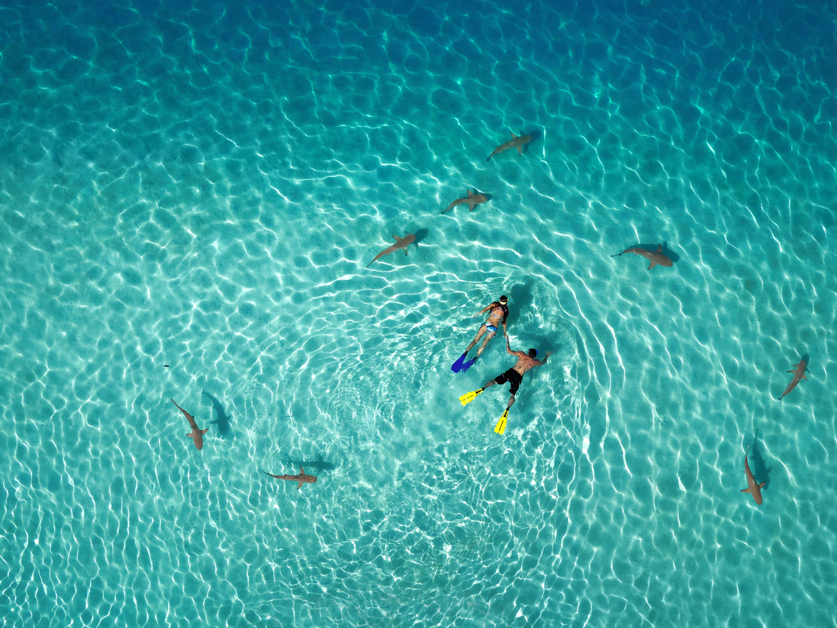 Winning out in the Nature category is a mildly unsettling photo of snorkellers taking a dip amongst school of sharks in French Polynesia