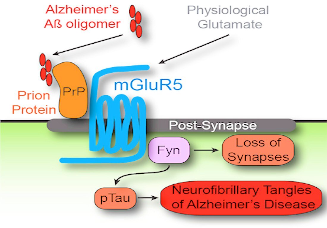 Completed molecular model for the Alzheimer's disease amyloid hypothesis reveals a new role for the metabotropic glutamate receptor 5 as the link between the prion protein and the FYN cellular messenger