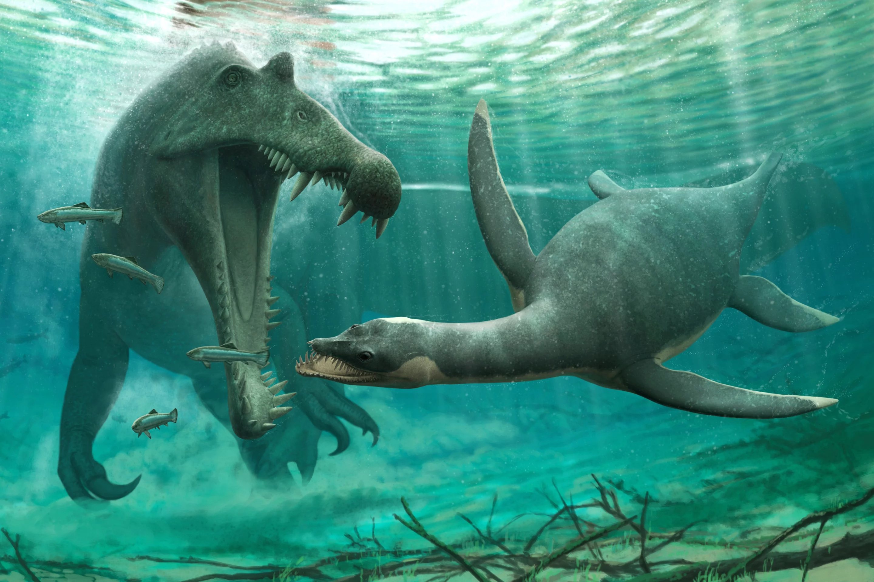 A freshwater Leptocleididae plesiosaur (right), about to be chomped by a Spinosaur