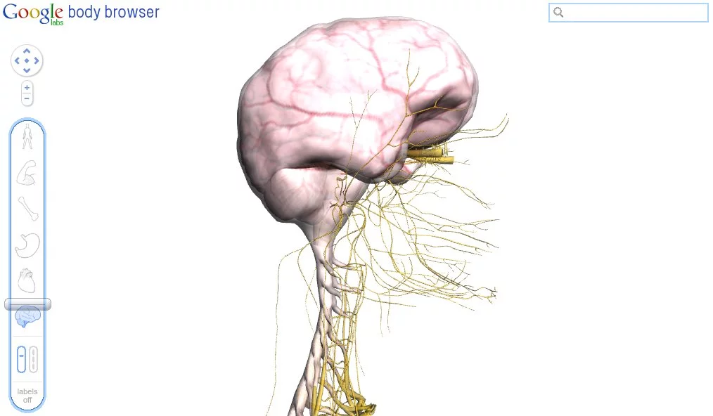 Getting closer to the brain with the Body Browser