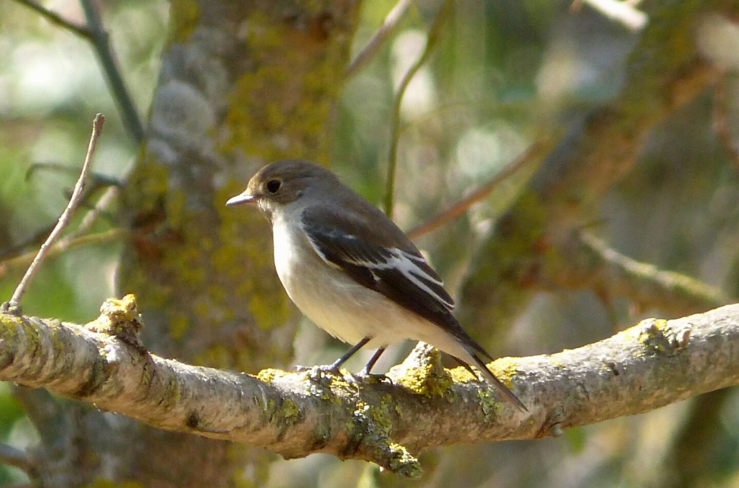 The European pied flycatcher (ficedula hypoleuca) is another common bird known for its ability to adapt to reasonable changes in climate