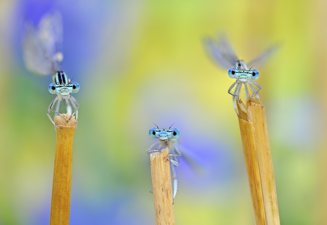 The winners of the 2019 Nature Conservancy Photo Contest