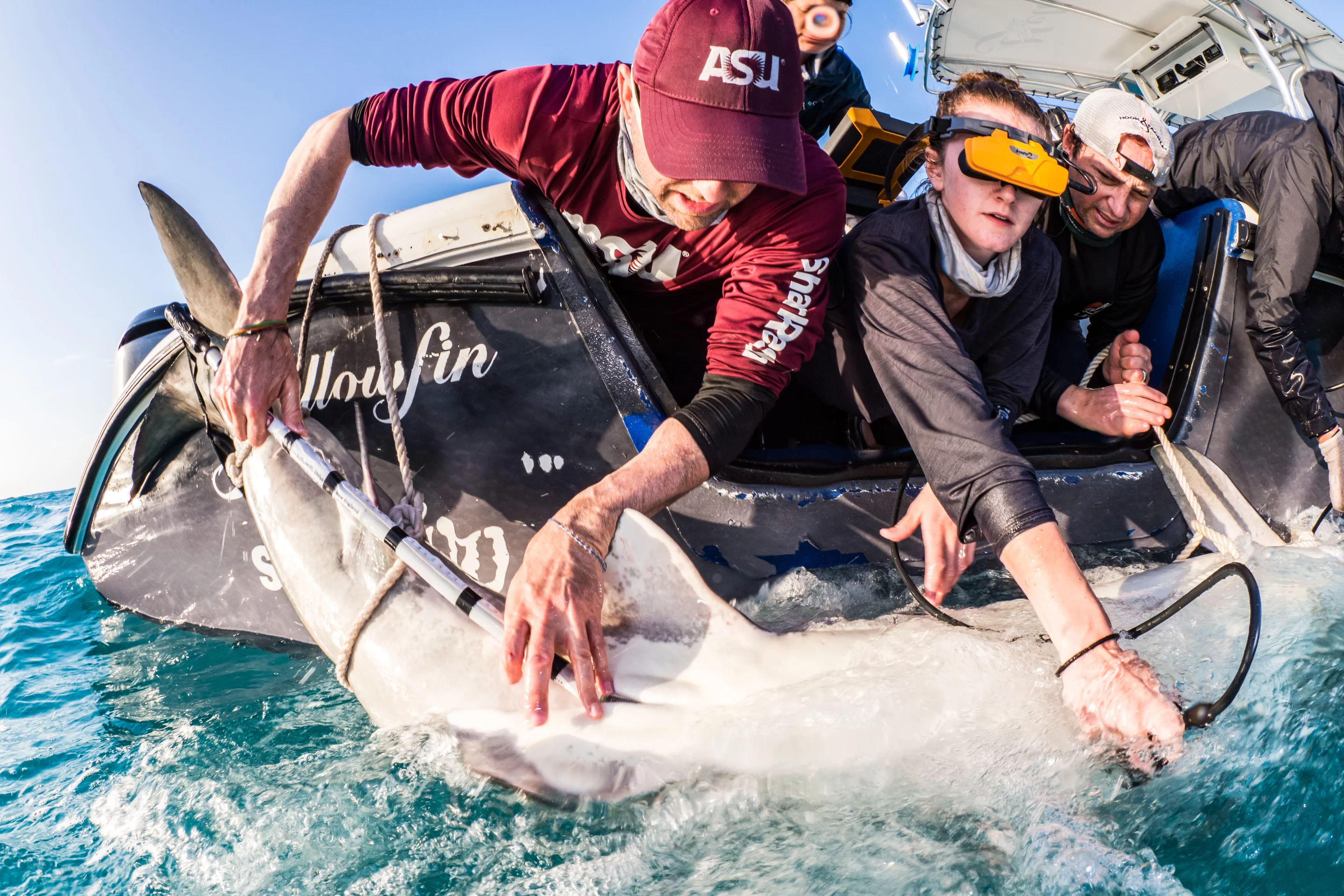 A specialized applicator (left) is used to insert a BAT into a female shark's uterus, while an ultrasound probe (right) monitors its placement amongst her embryos