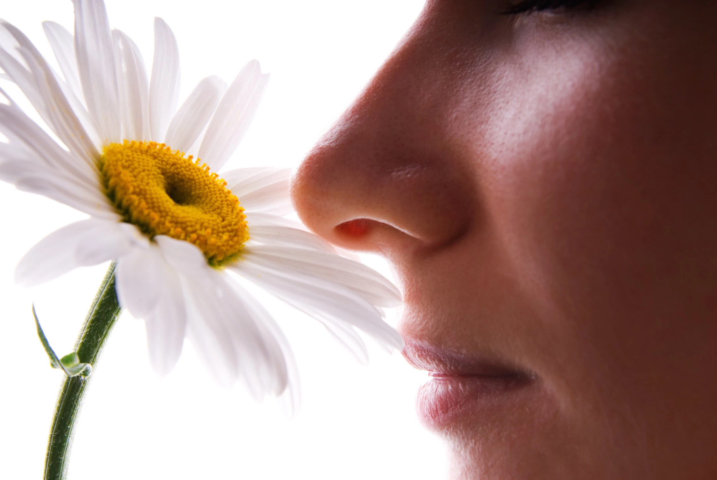 The neuroimaging study found our olfactory sense has a unique direct connection to the hippocampus, unlike all other senses