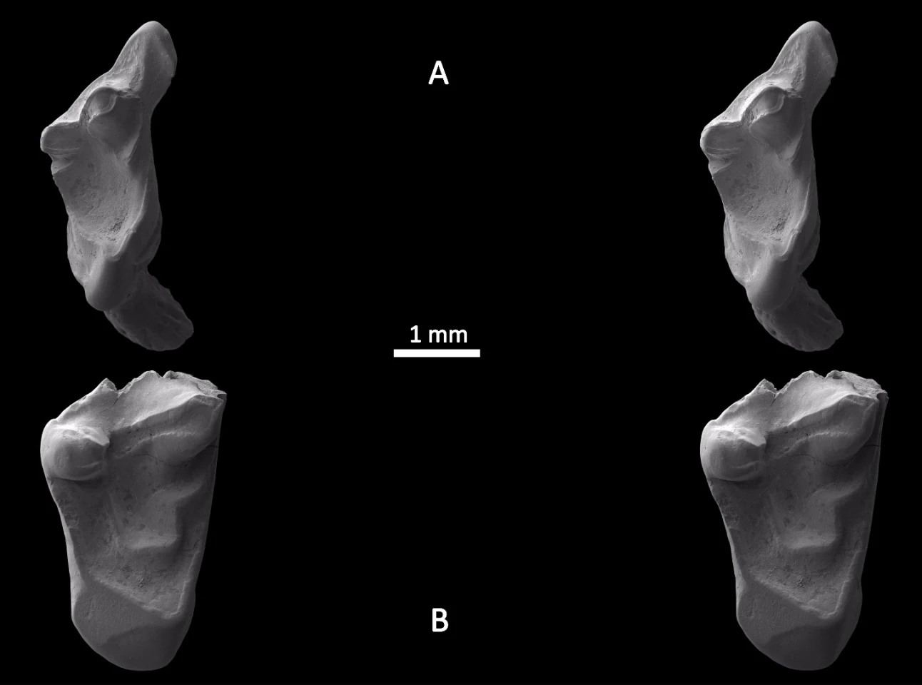 The two teeth, seen under an electron microscope