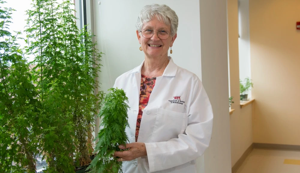 Weathers with the Artemisia plant