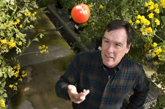 Industrial tomato growers have, over the decades, bred out the genes associated with flavor to focus on the appearance of the fruit