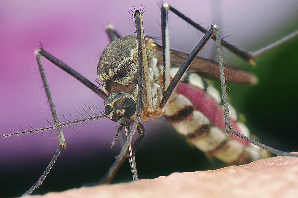 Researchers have discovered what's behind the unexpected spread of flesh-eating ulcers in southeastern Australia