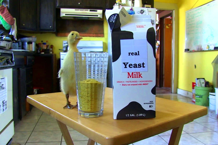 The researchers have engineered yeast to produce casein, a milk protein