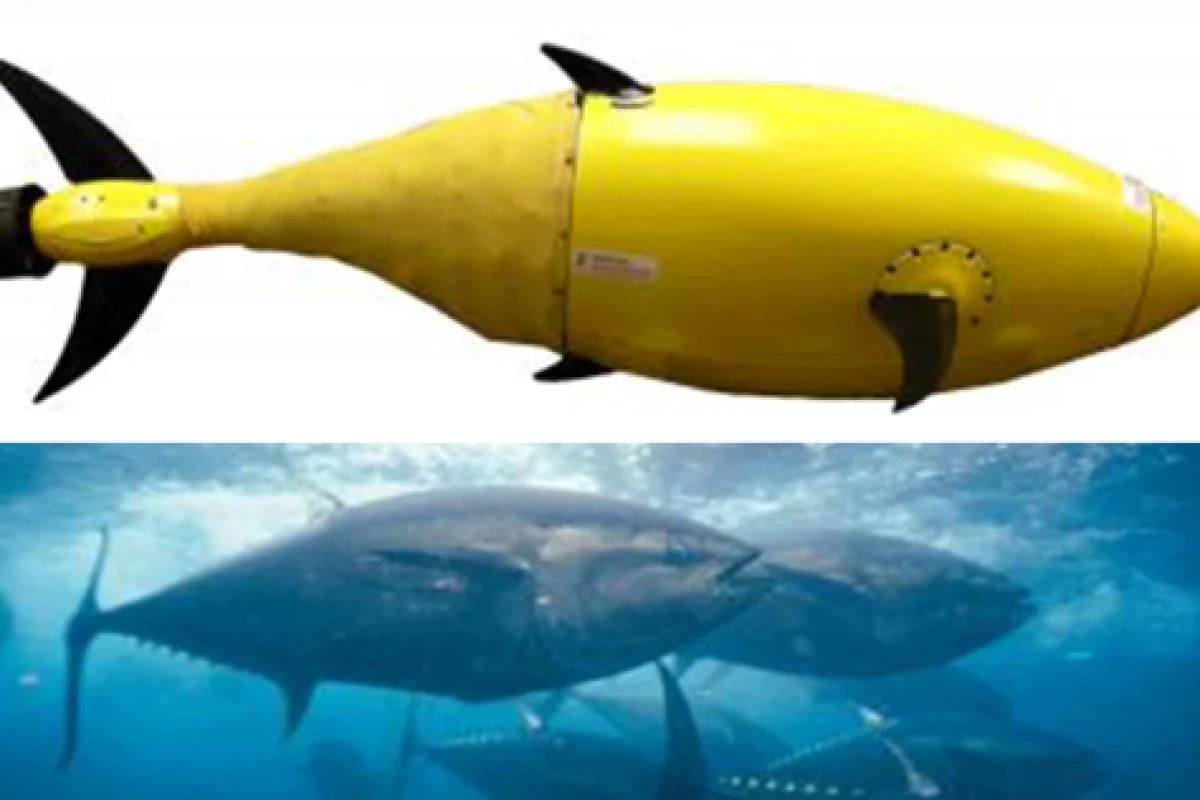 Scientists believe the tuna fish has a natural body framework that's tailor-made for UUV-like machines (Image: Jane Baker, DHS, S and T)