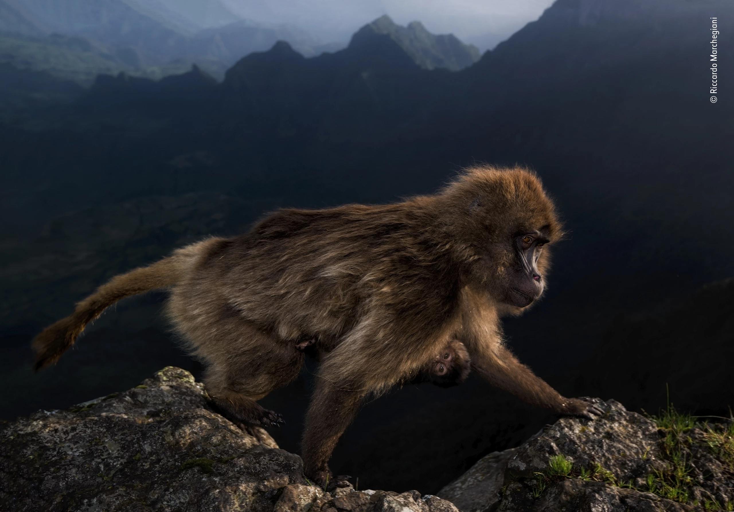 Winner - 15-17 years old. A female gelada, with a week-old infant clinging to her belly, on the high plateau in Ethiopia’s Simien Mountains National Park