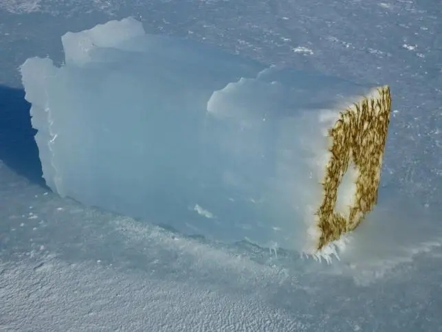 A sample of Antarctic ice, with algae visible on its underside (Photo: Aarhus University)