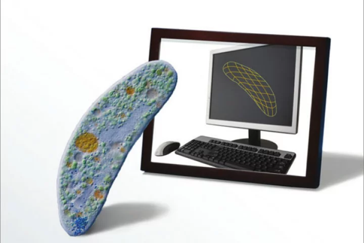 The entire Mycoplasma genitalium bacterium has been replicated as a computer model