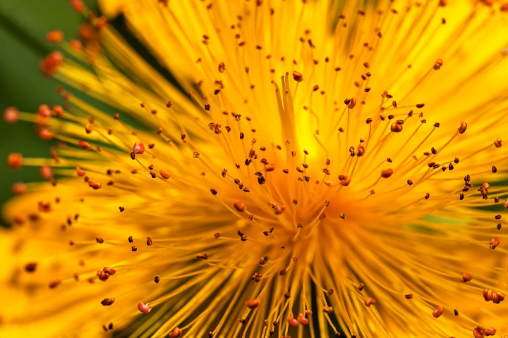 Scientists believe it was a crafty insect, and not a bee, that helped the first flowering plant reproduce some 140 million years ago