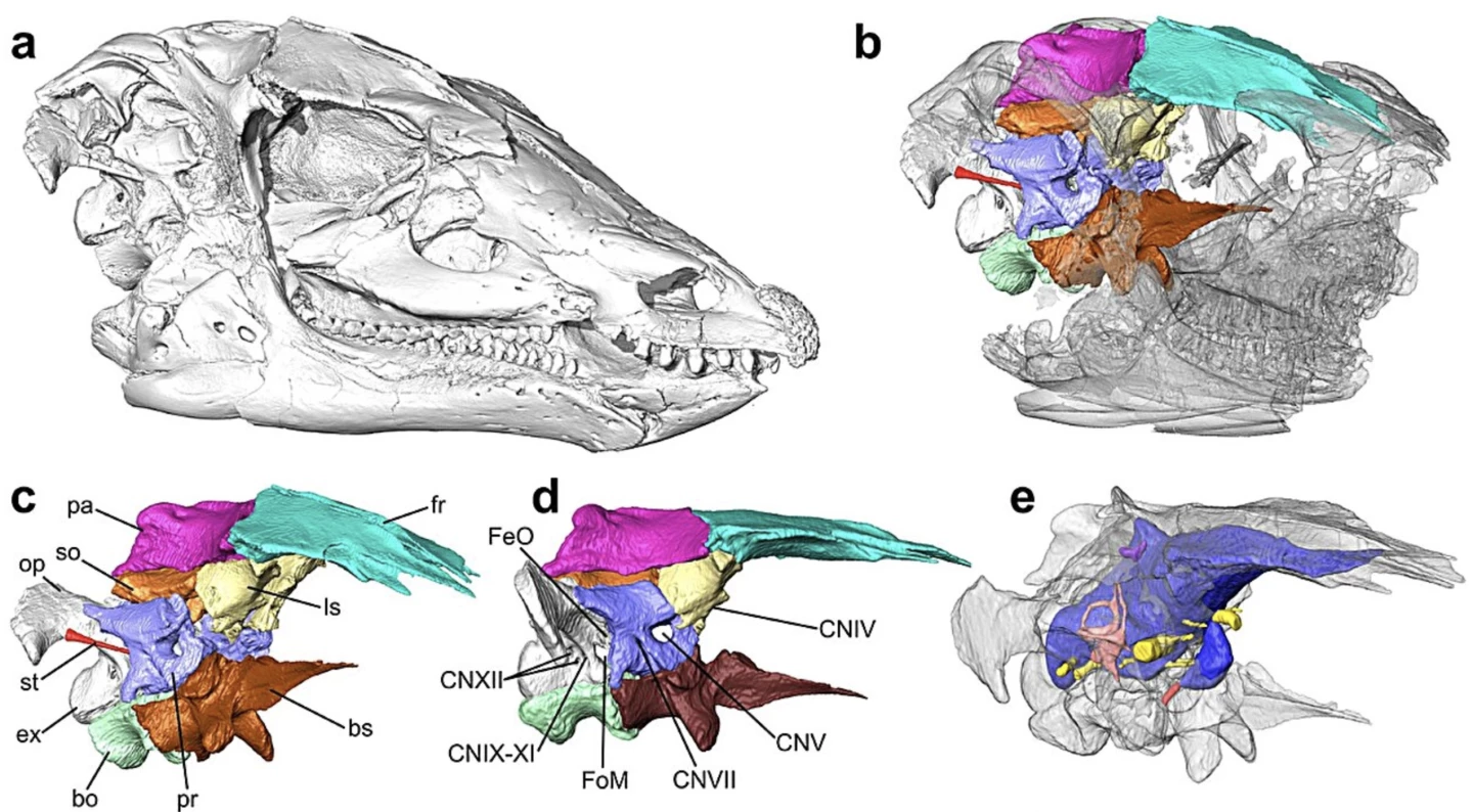Reconstructed skull, braincase, and endocast of NCSM 15728 (aka Willo), with the segmented bones of the braincase and skull roof in color and the other skull elements as translucent