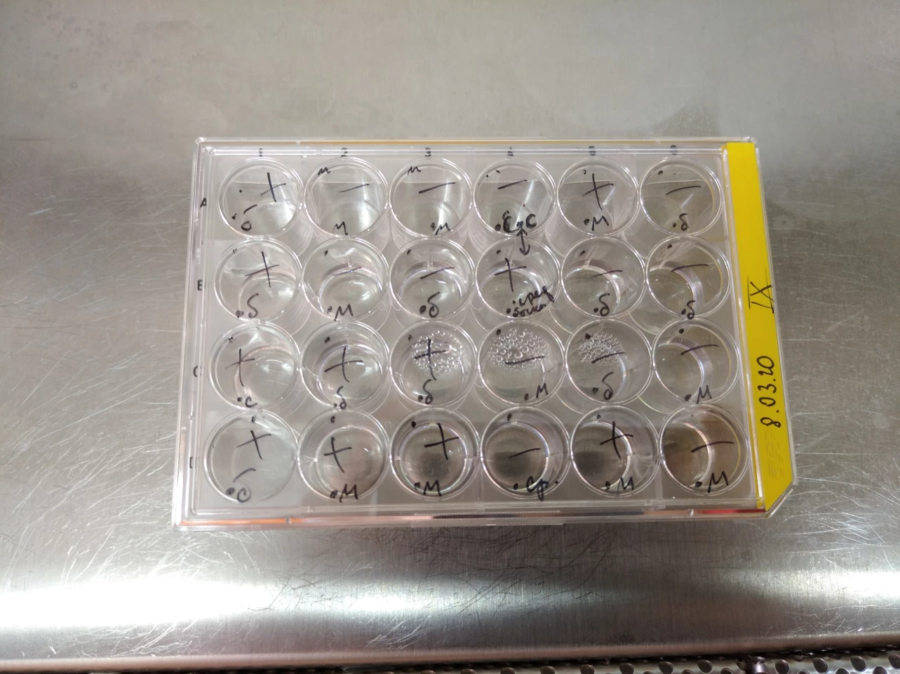 The experimental setup designed to test how the rotifers could withstand being frozen and thawed