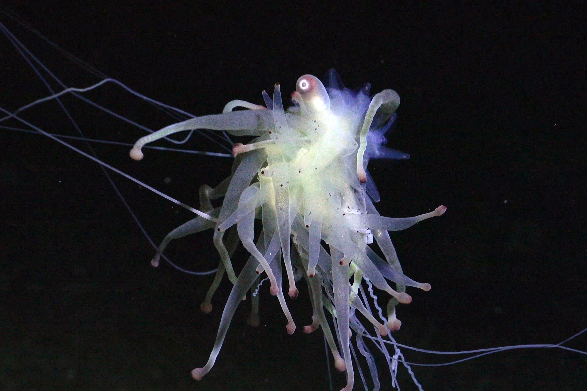 A Bathyphysa siphonophore observed along the eastern flank of an unexplored seamount east of the uninhabited island Motu Motiro Hiva
