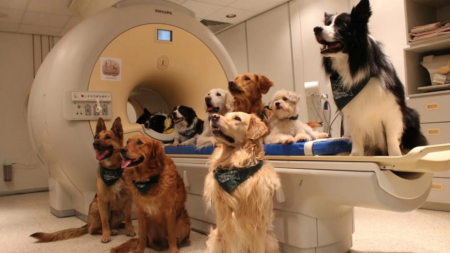 Using fMRI imaging, the researchers were able to confirm that dogs differentiate words, and understand the tone in which they're said