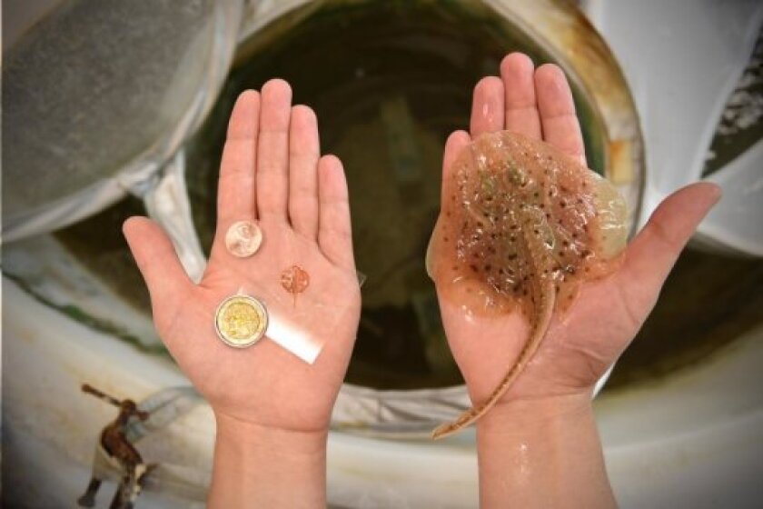 The robotic ray, which measures 16 mm (about .6 in) long and weighs just 10 grams (about .4 oz) is on the left, while a real skate is on the right