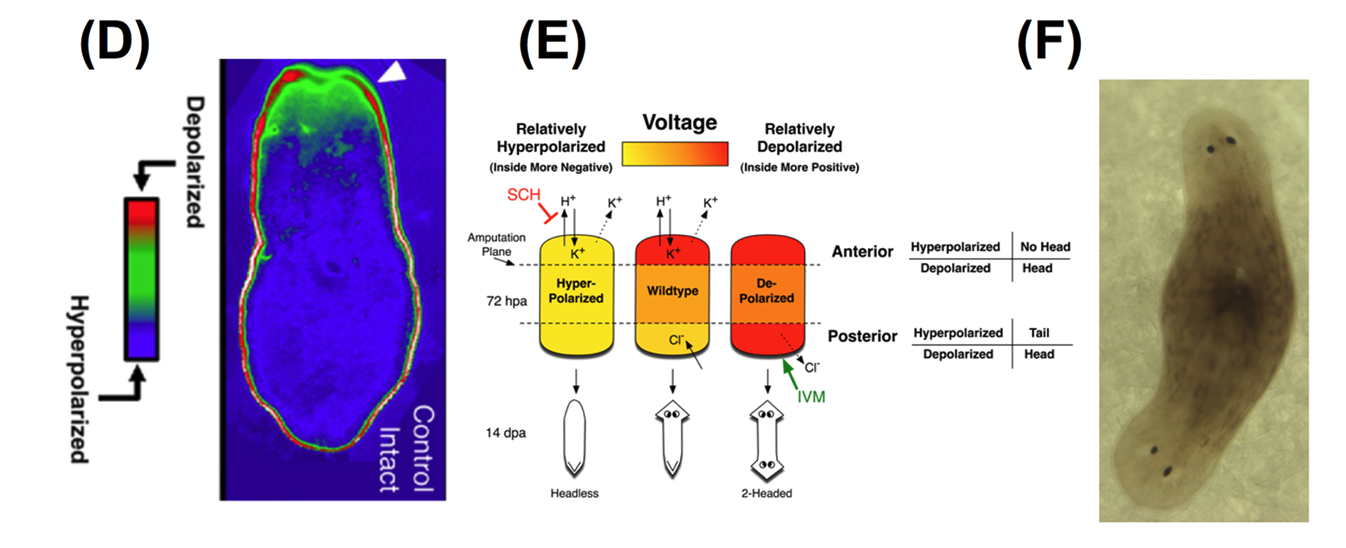 Left: voltage gradients across the anterior/posterior axis of planarian flatworms. Center: decoding the bioelectrical signals determining the regrowth of a head or a tail. Right: manipulating the electrical signals results in a two-headed flatworm