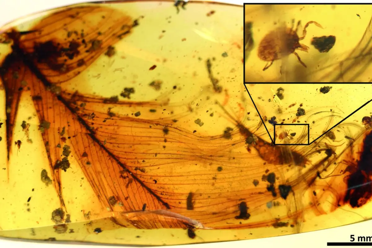 A hard tick clutches at a dinosaur feather in a 99-million-year-old piece of fossilized amber