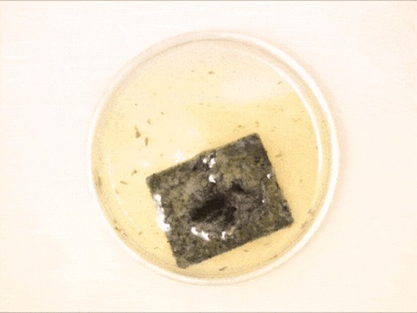 A piece of PDK plastic sitting in acid, which breaks the molecular bonds of the material and allows it to be reused