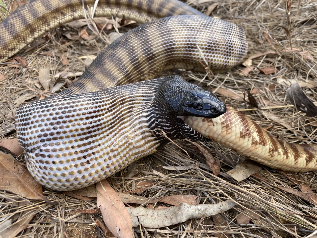 The large adult black-headed python easily overpowered the smaller, younger version of itself