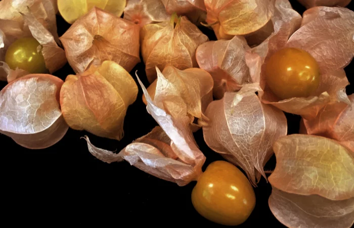 The groundcherry (Physalis pruinosa)