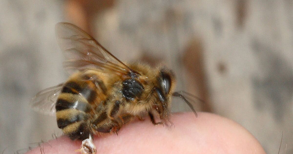 Пчелы без жала. Перепончатокрылые шмель. Bee sting. Polybia. Пчелы без жала.