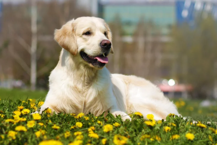 Scientists tracked the sperm quality of five different breeds of dog over a 26-year period