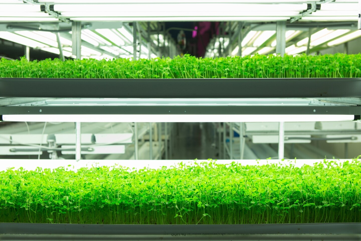 FarmedHere's facilities use energy-efficient LED lighting for the growing process