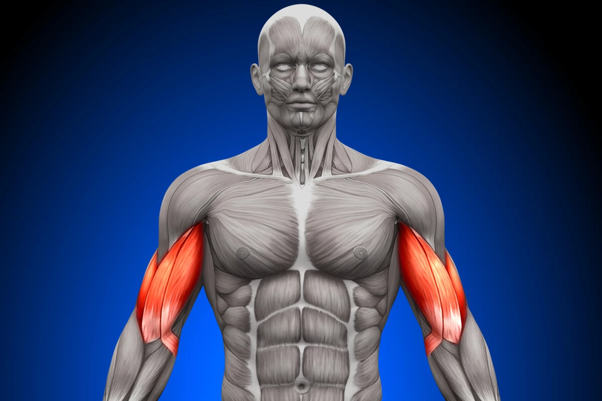 Researchers have discovered an enzyme that could aid in the repair of muscles