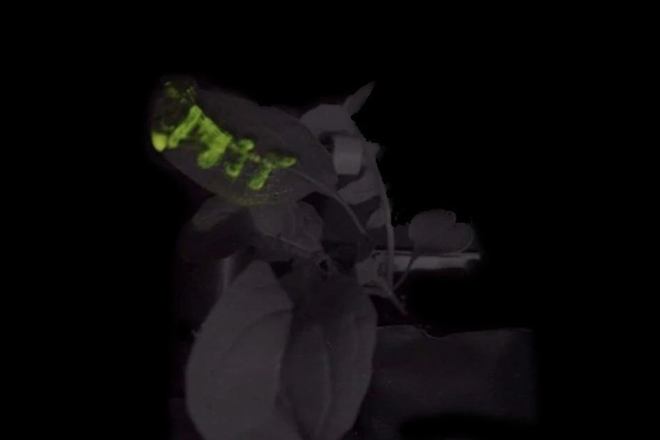 Currently, the glowing watercress plants are very dim, but the MIT researchers say that the output could be boosted with further work