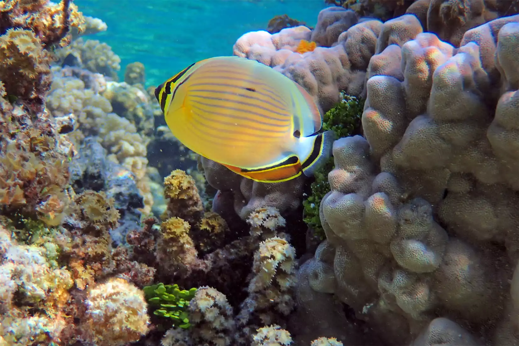 The oval butterflyfish (C. lunulatus), a coral predator of Mo'orea, French Polynesia