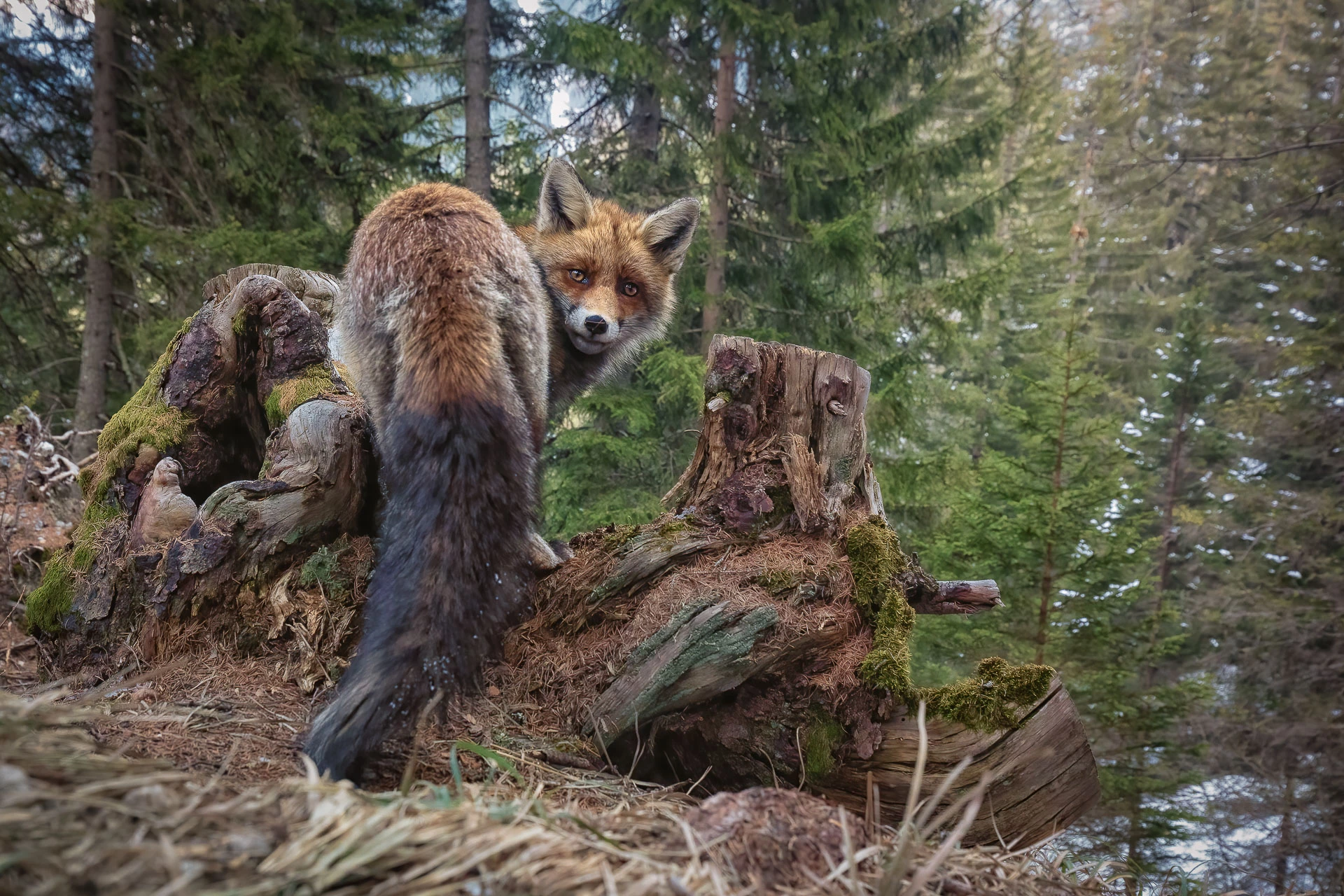 Wild Portraits - Runner-up. "A Moment of Wilderness". Mountains of Switzerland, Graubünden, Switzerland