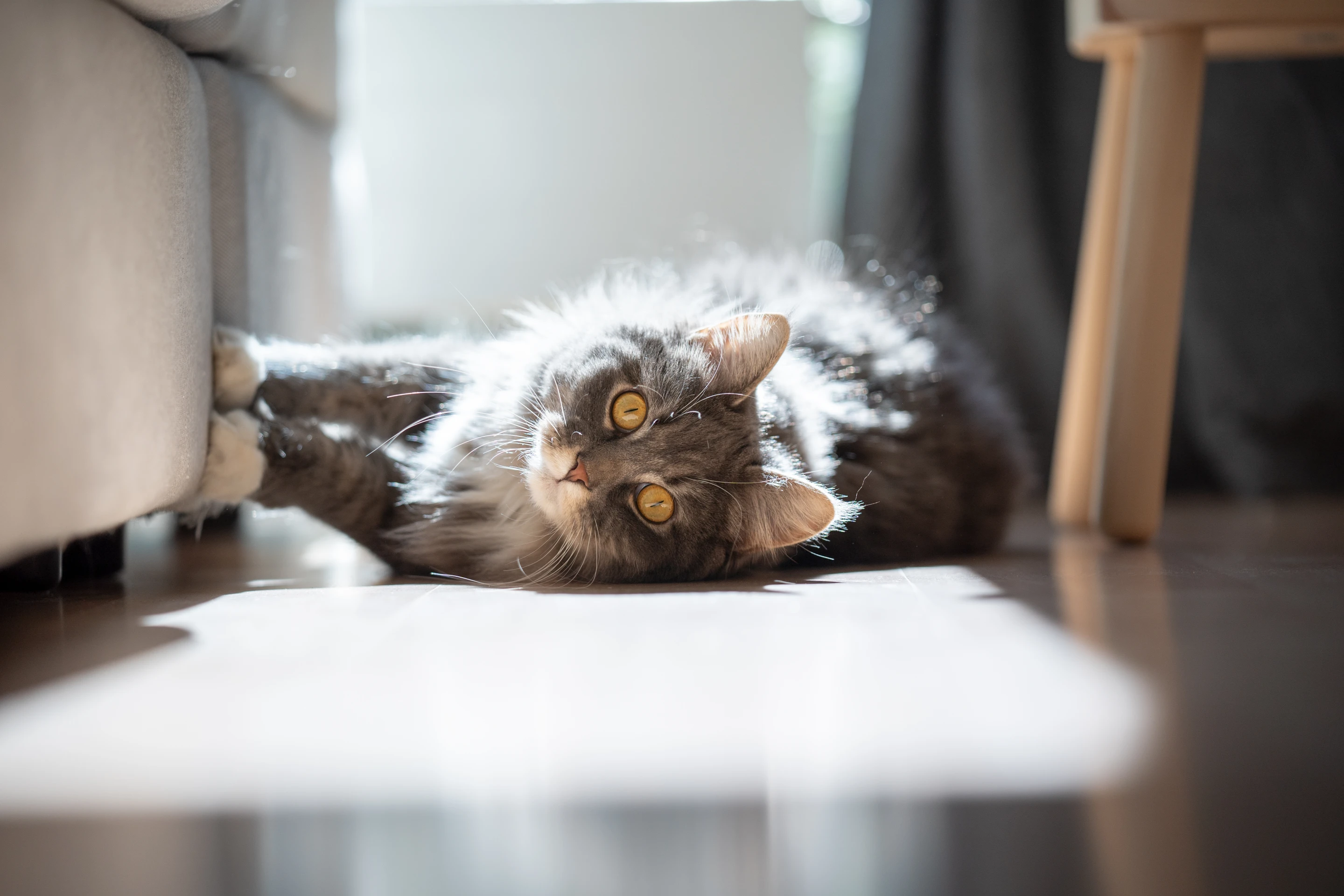 Cat Ripping Couch Why your cat shreds the sofa – and how to get them to stop for good