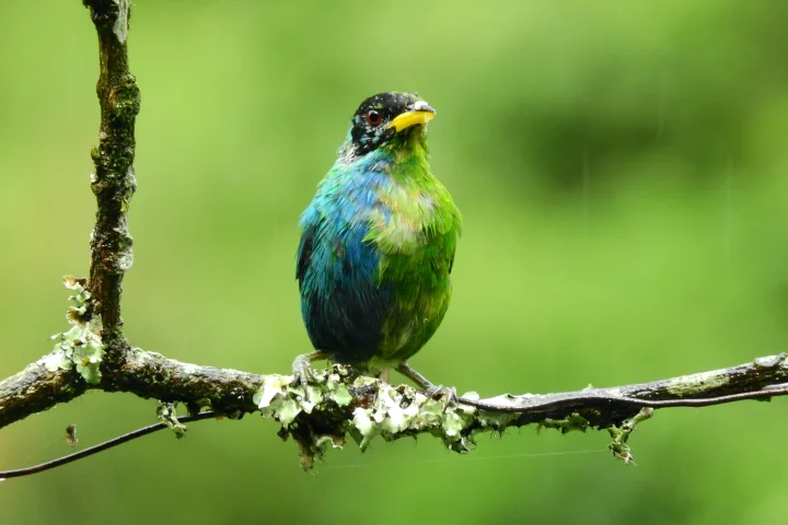 The one-of-a-kind bilaterally gynandromorphic Green Honeycreeper is blue (male) on the right and green (female) on the left