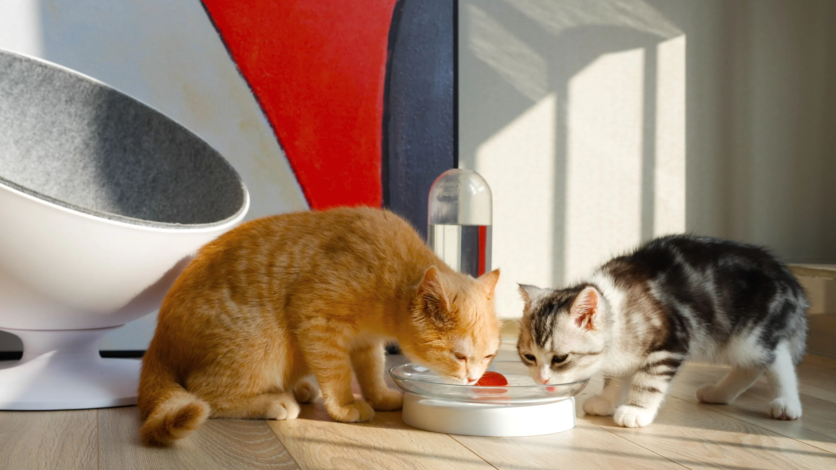A couple of cats lap up some water from the KittySpring fountain