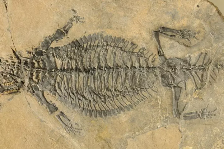 The fossilized Eusaurosphargis dalsassoi skeleton