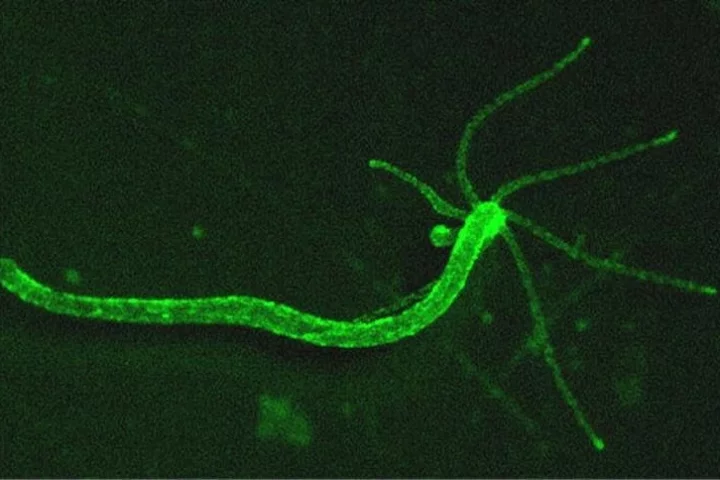 Hydra neurons can be tracked by a green fluorescence indicator, allowing for behavioral patterns to be connected to nervous system activity