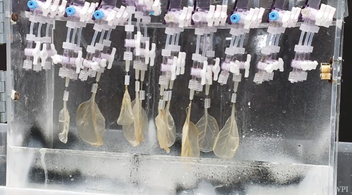 Decellularized spinach leaves
