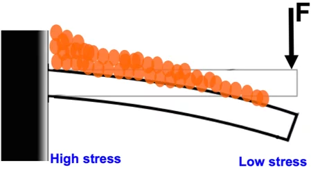 Experiments showed that parts of an adaptive new material subjected to greater forces, had more minerals accumulate on the surface