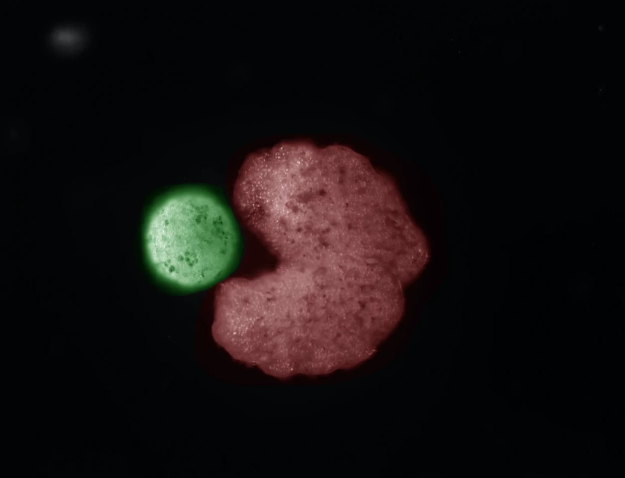 An AI-designed “parent” organism seen in red, along with cells compressed into offspring seen in green