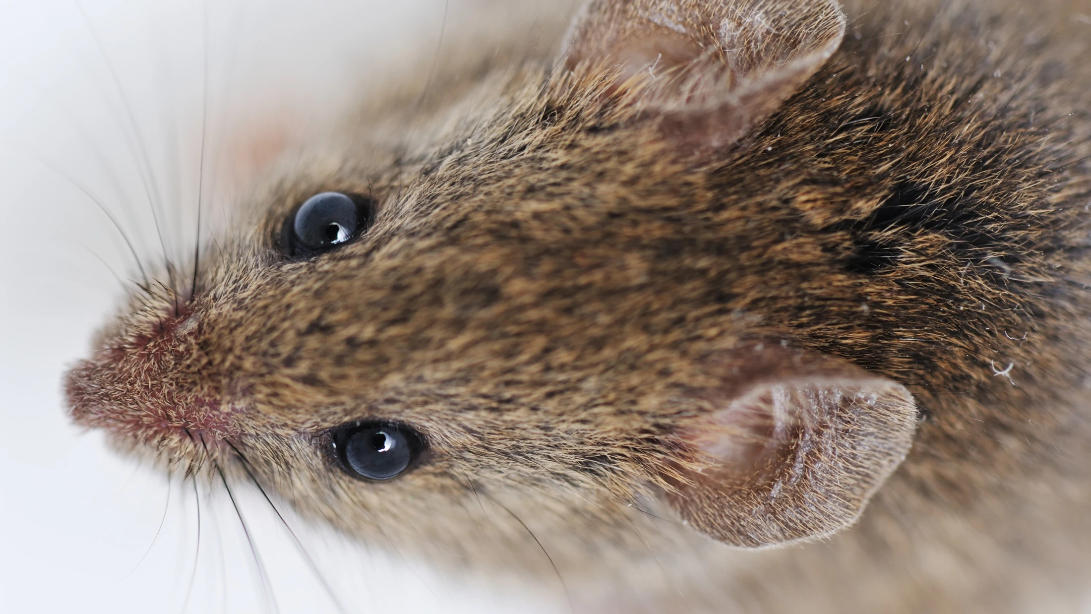 An infusion of blood from young mice has led to cognitive improvements in older mice (Photo: Shutterstock)