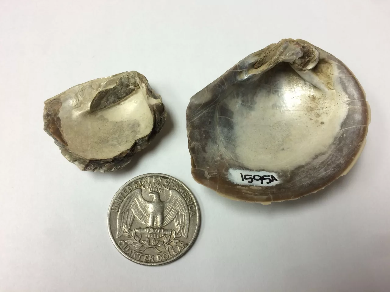 Mollusk fossils found in Antarctica, preserving a record of the temperature and mercury levels in the seas of its time