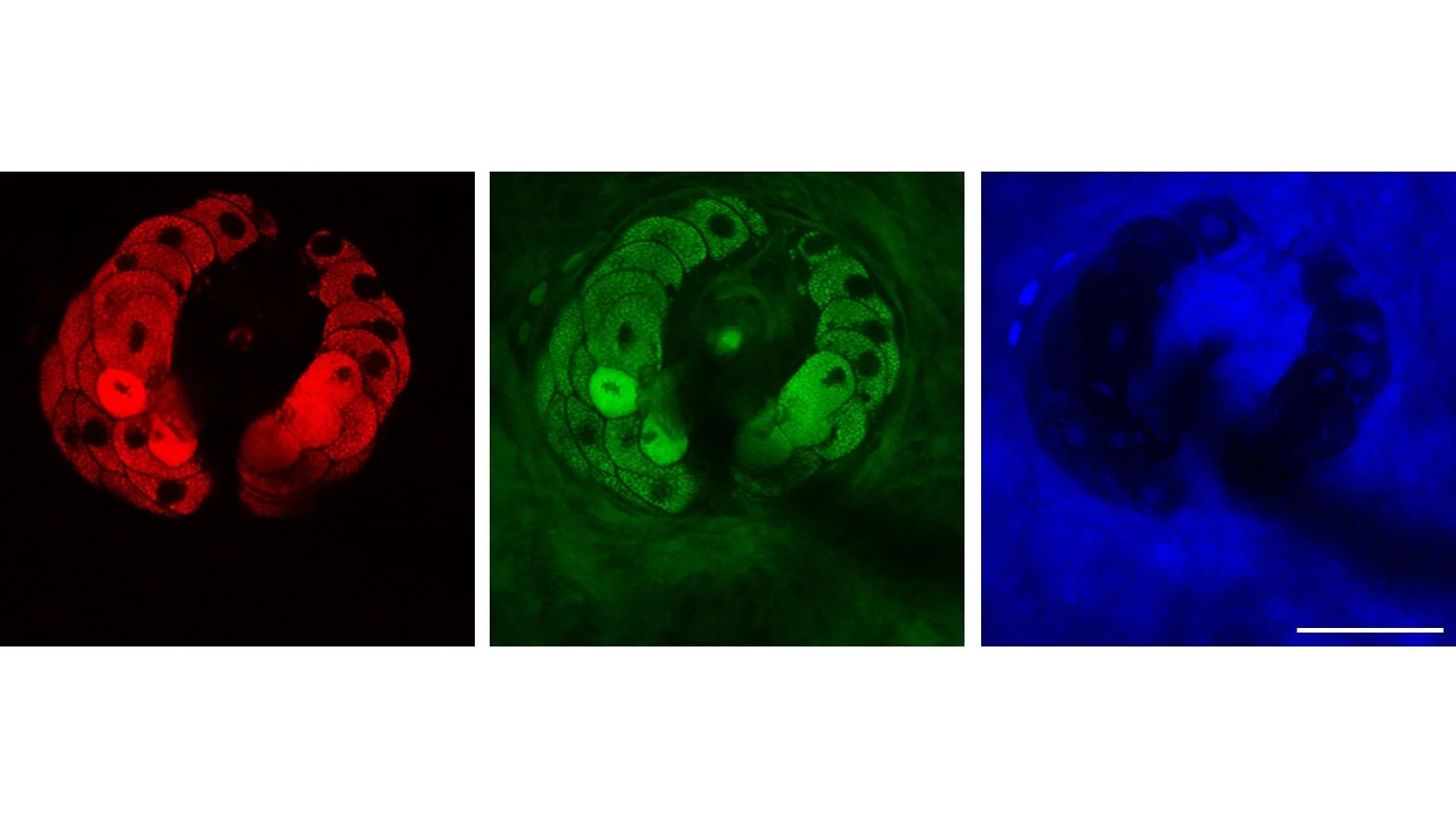 A team of Harvard researchers has perfected a technique to track cells and molecules in live tissue at video rate (Image: Dr. Brian Saar and Christian Freudiger)
