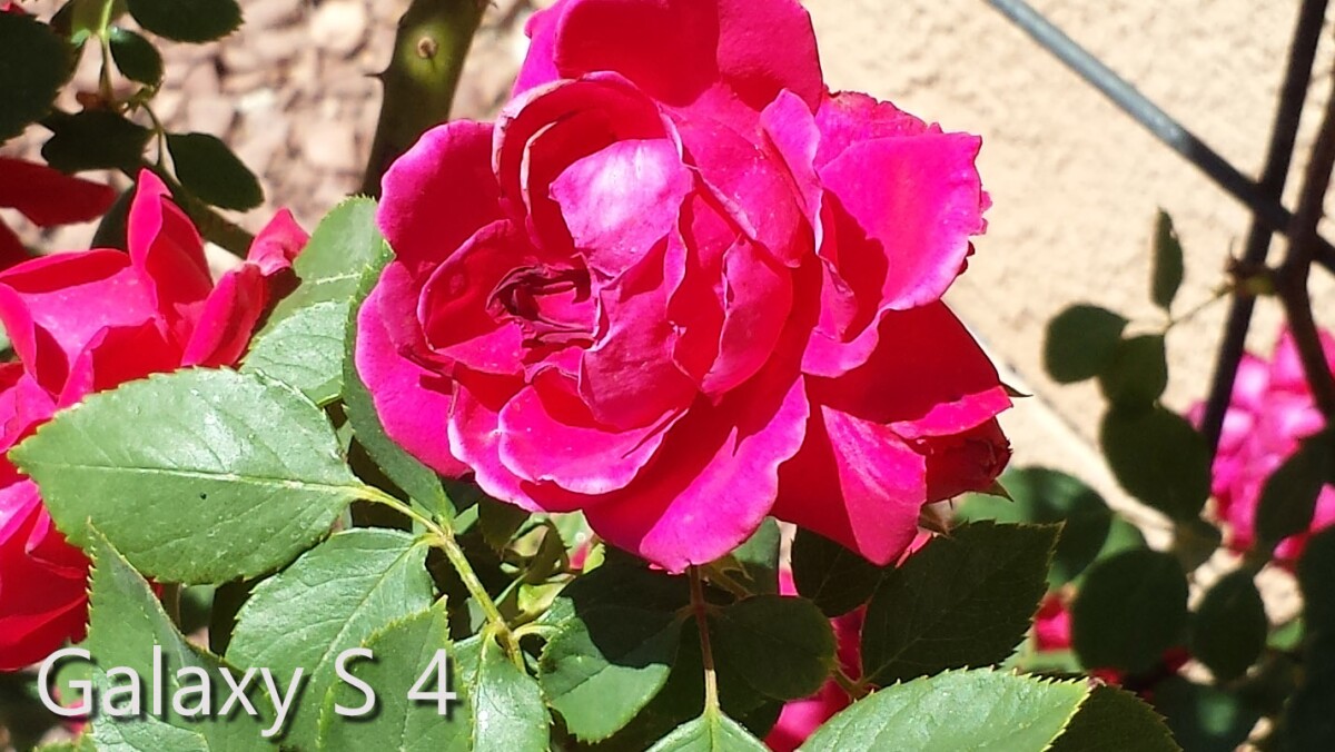 Cropped section of an brightly-lit outdoor shot taken with the Galaxy S4